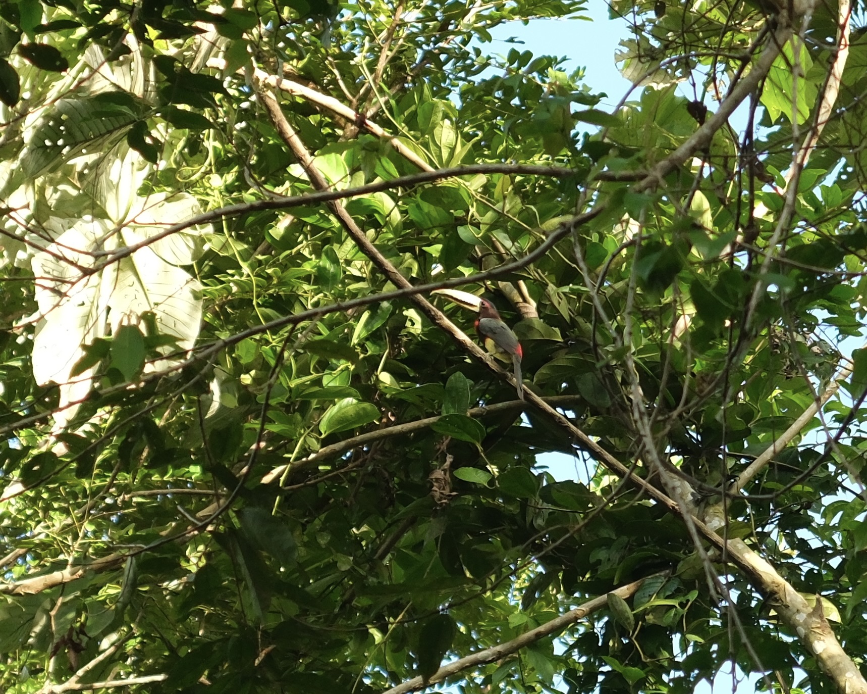 Allpahuayo Mishana National Reserve