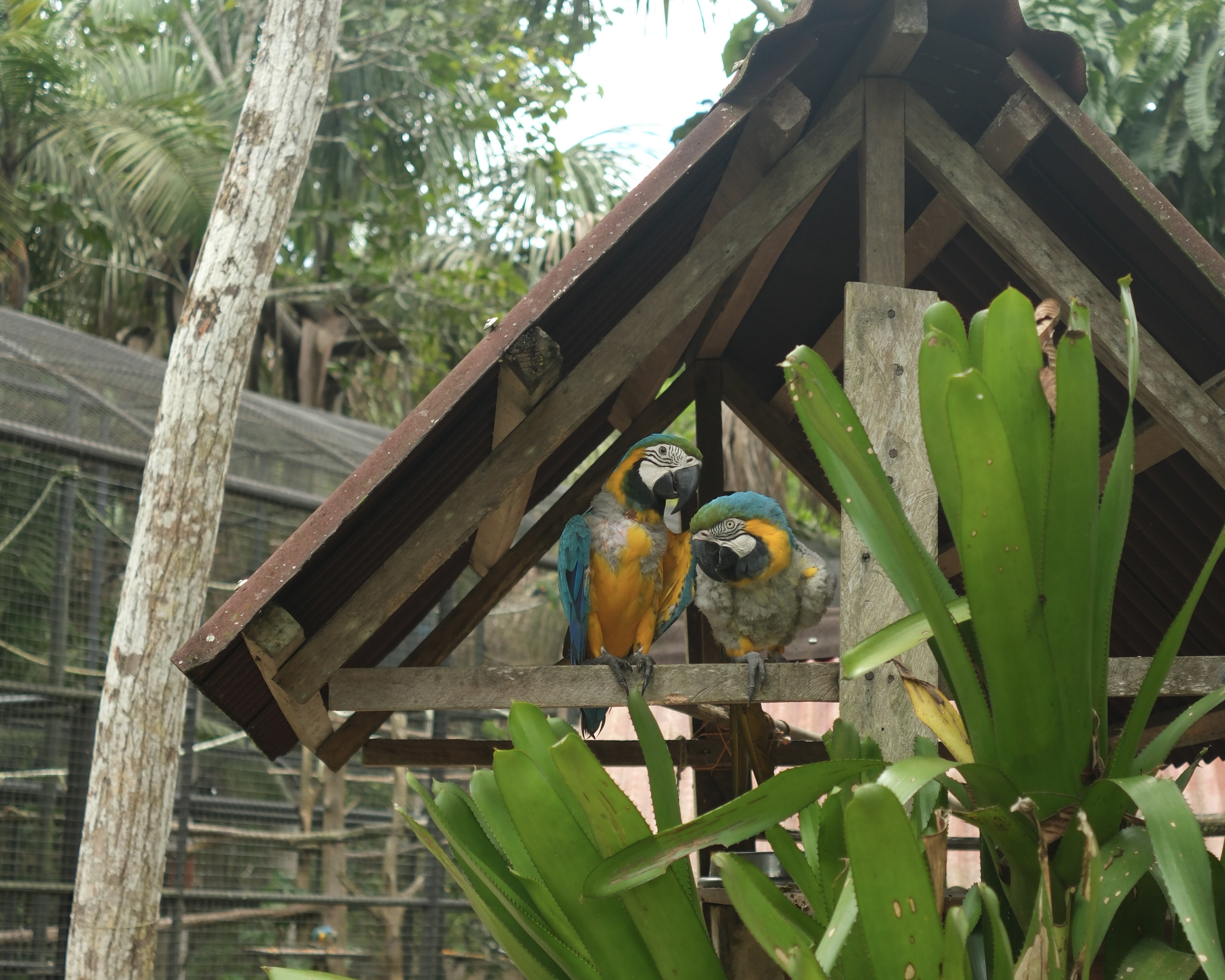 Amazon Rescue Center CREA