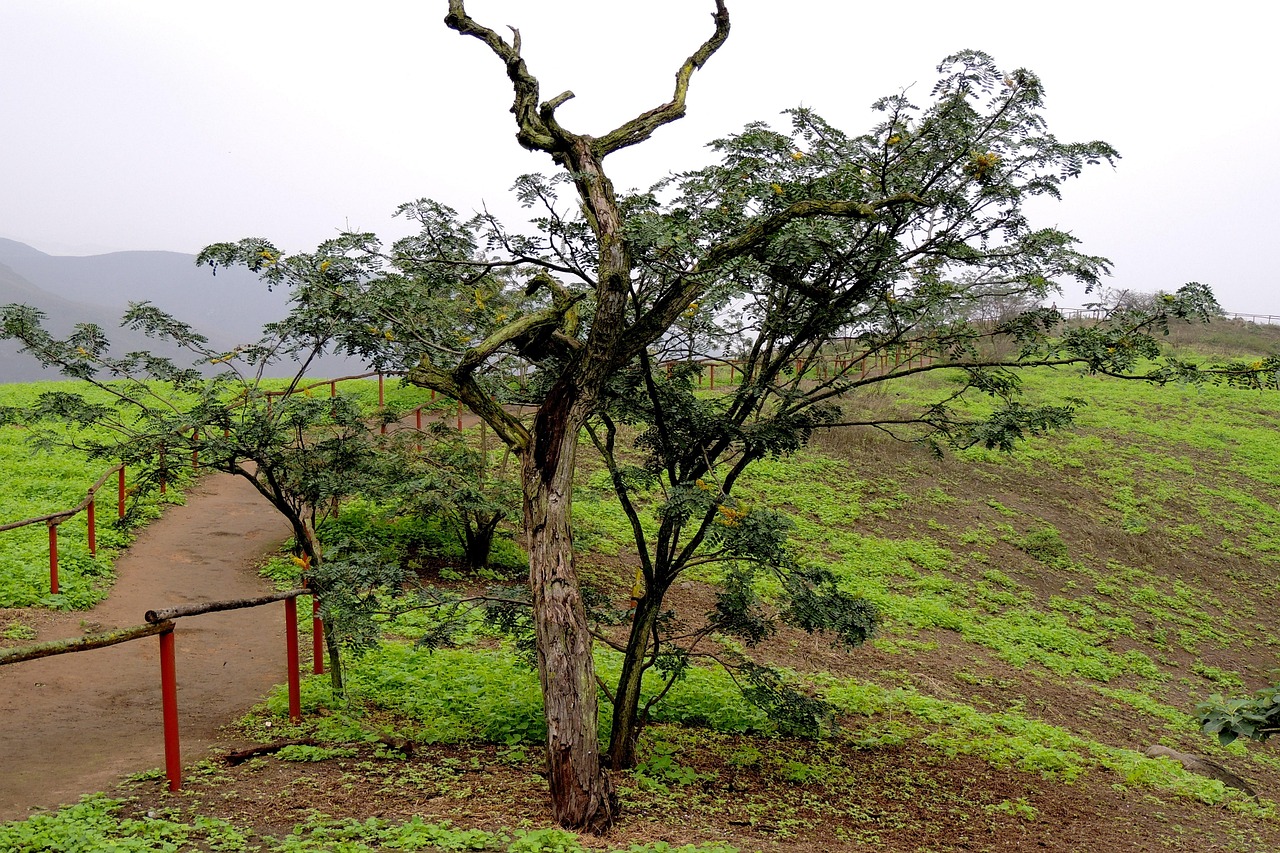 Lomas de Lachay National Reserve