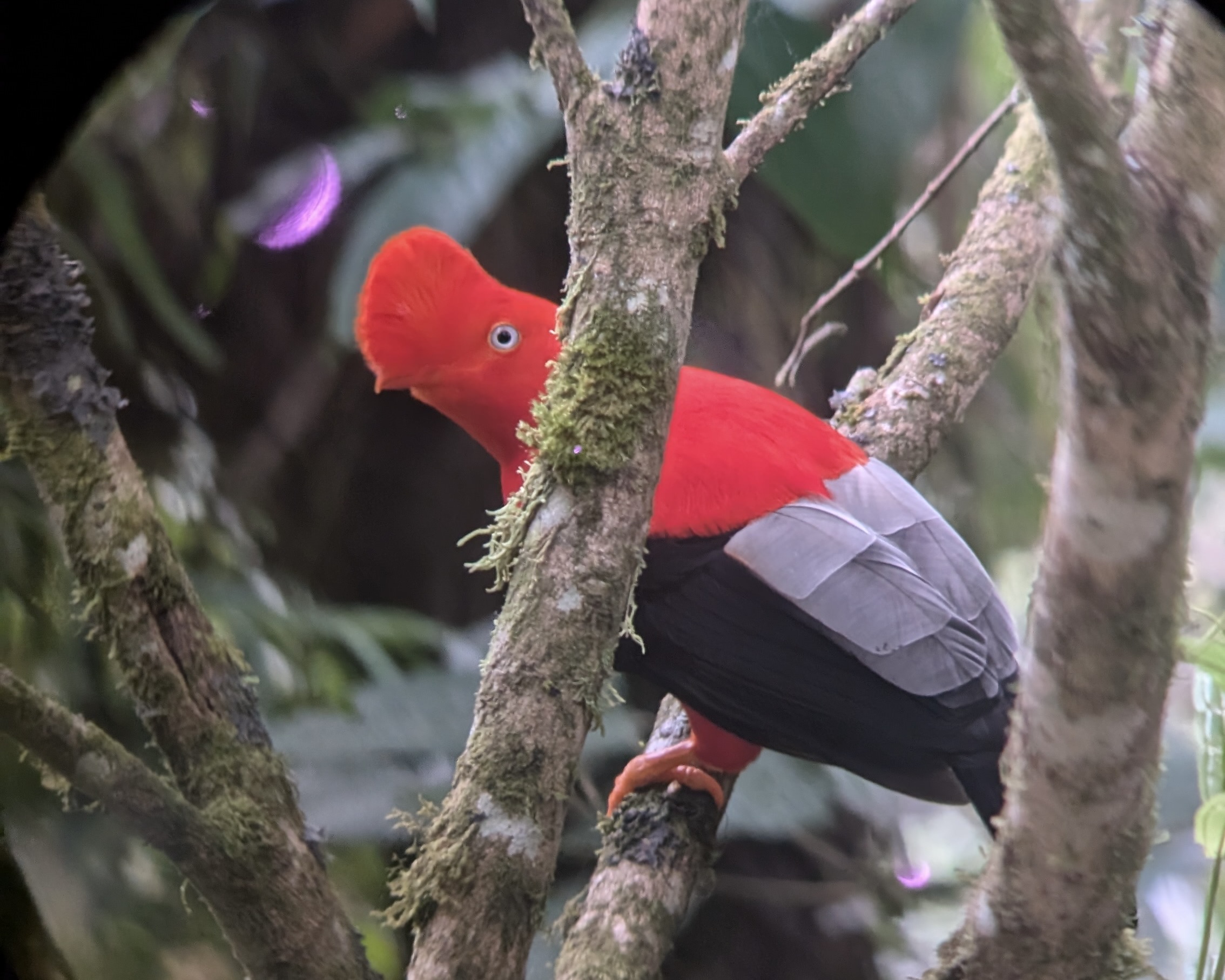 En la profundidad de la selva Amazónica – photo 3