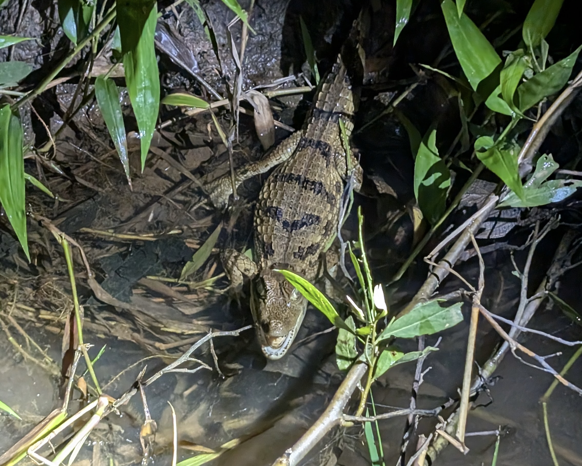 En la profundidad de la selva Amazónica – photo 2