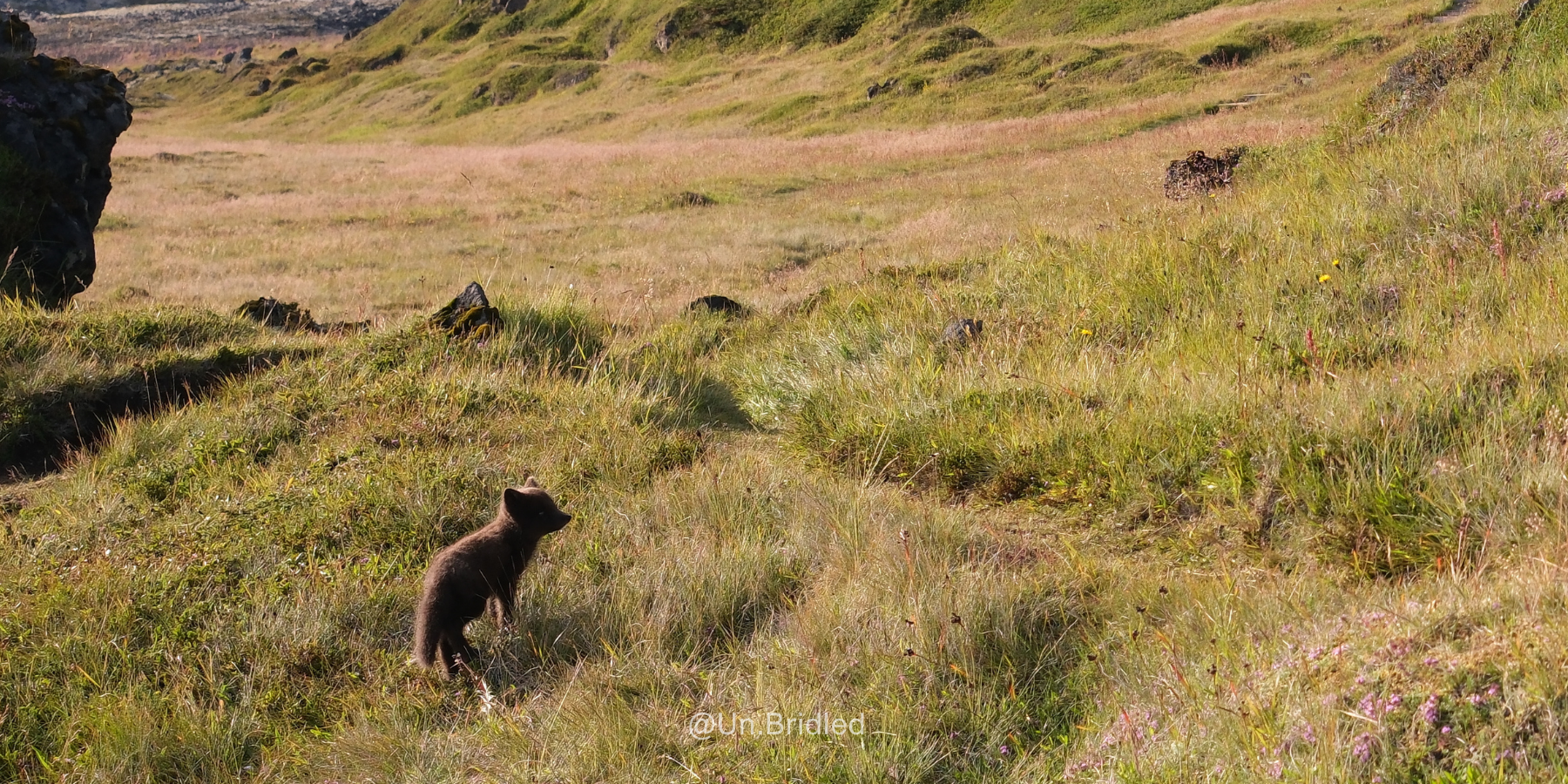 Our Standards for Ethical Wildlife Interactions