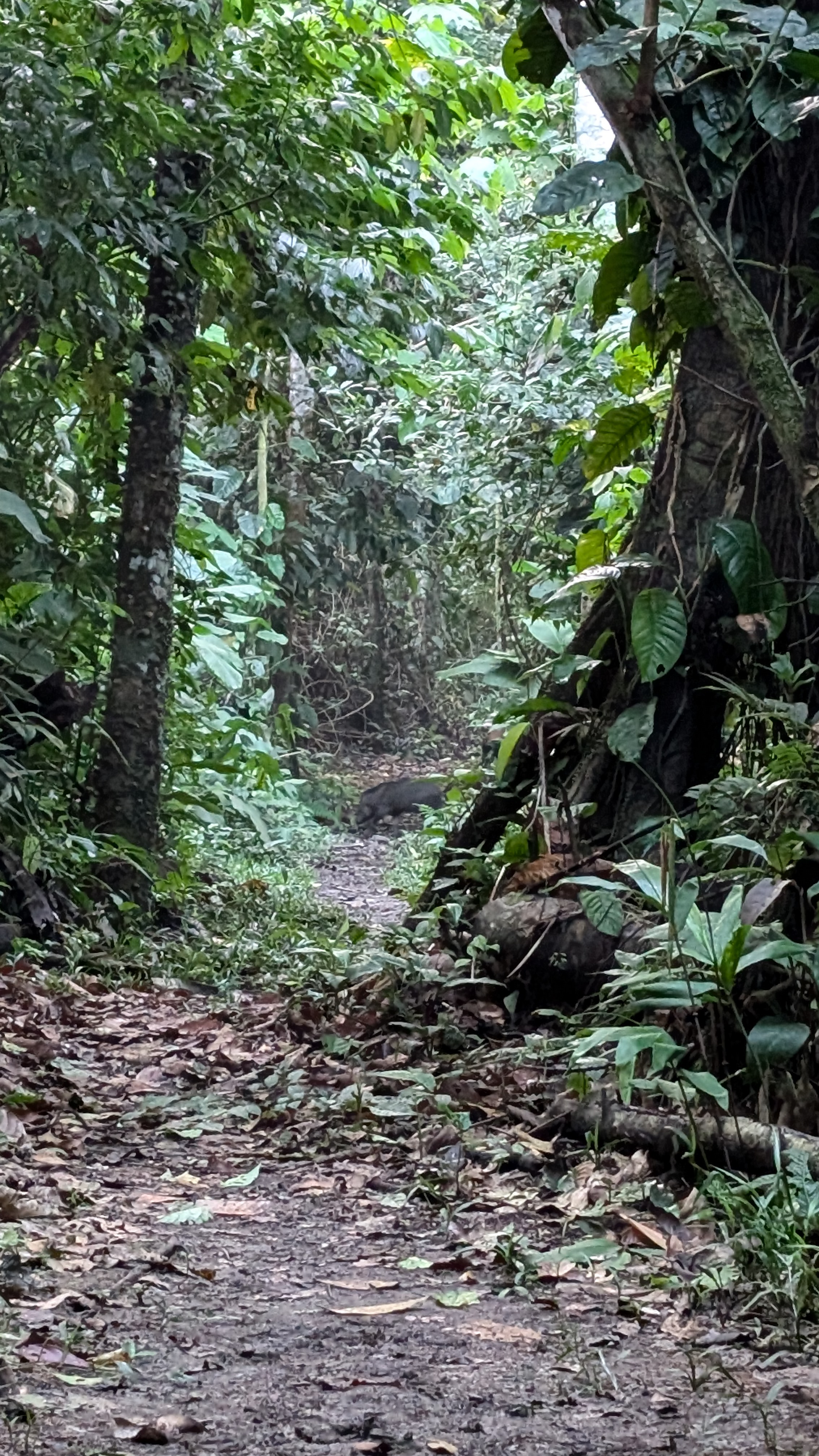 Review photo 1 for Manu National Park