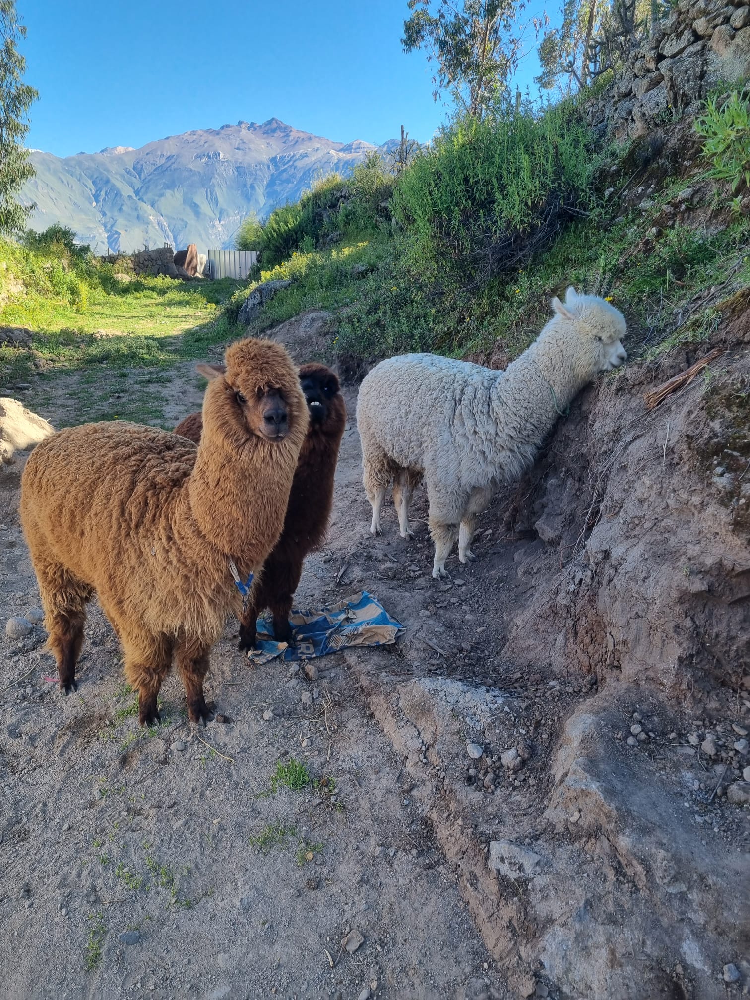 Bajo el vuelo del cóndor – photo 2