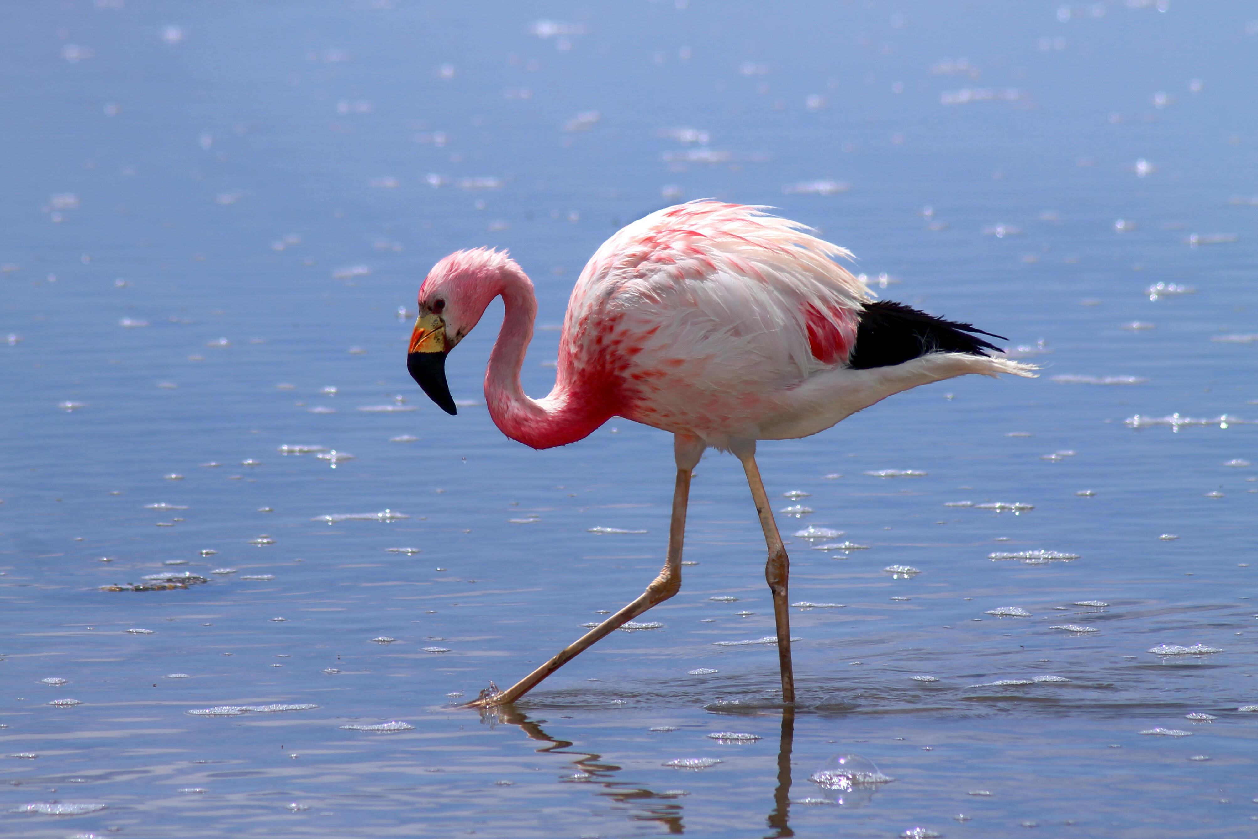 Finding the Flamingos