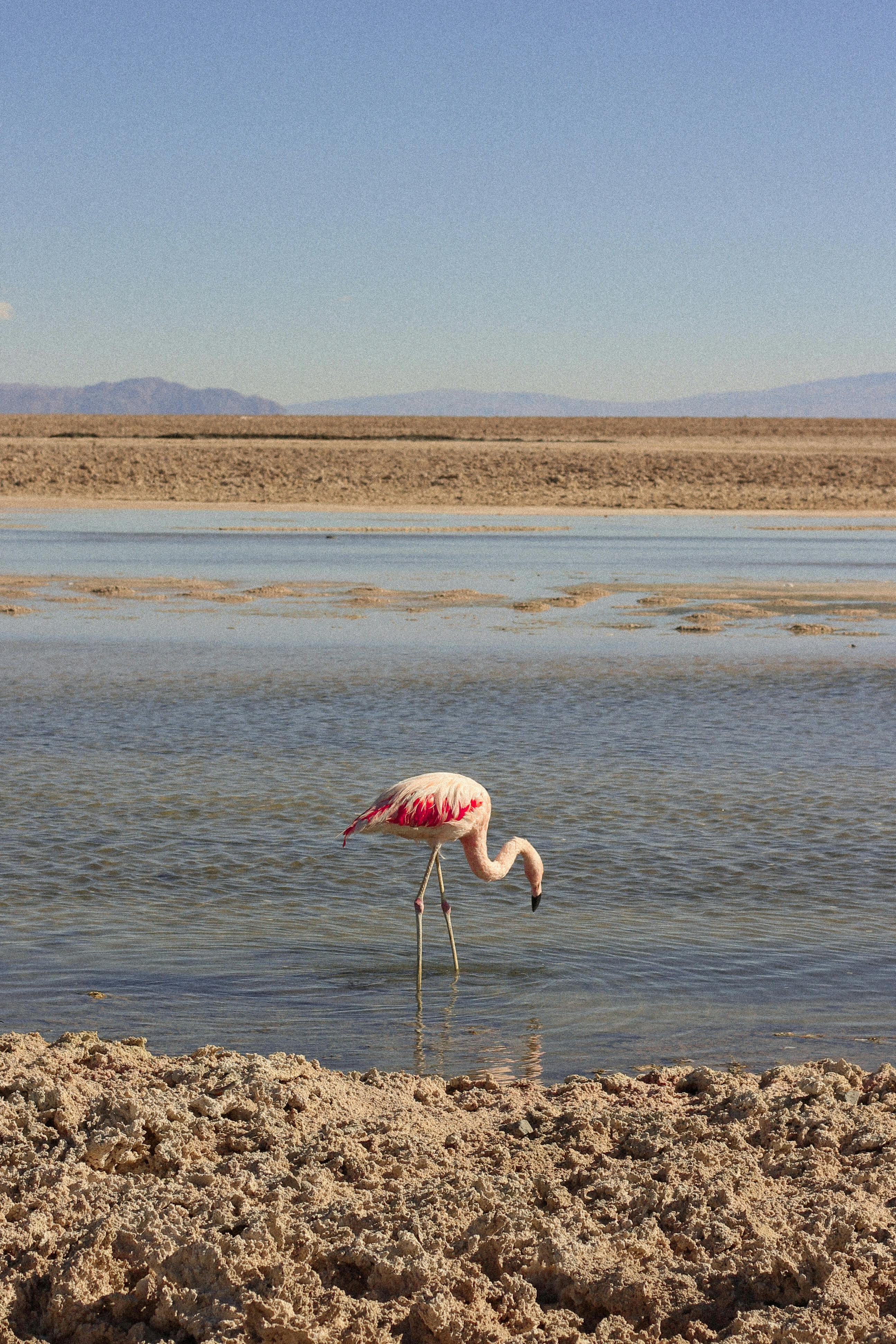 Finding the Flamingos – photo 3